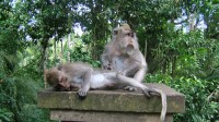 family bali tours - monkey forest