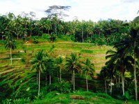 family bali tours - tegalalang