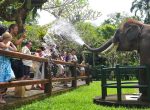 elephant park