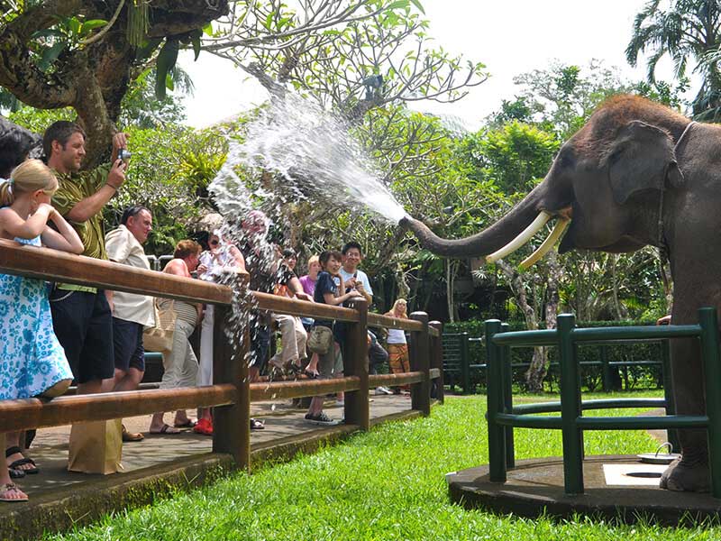 tortur patois Udrydde Elephant Park – Family Bali Tours